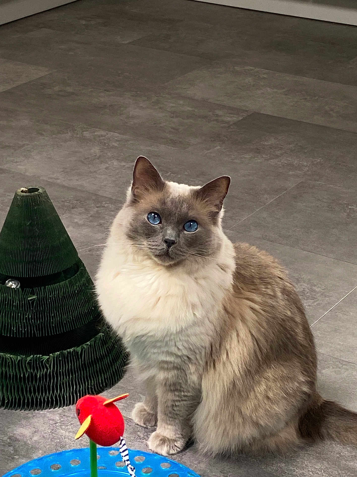 Milo joined the competition — help win amazing prizes! cat, blue_eyes, fluffy, indoor, toy, green_object, floor, sitting, pet, animal, cute, feline, playful, domestic, fur, whiskers, ears, tail, looking, curious