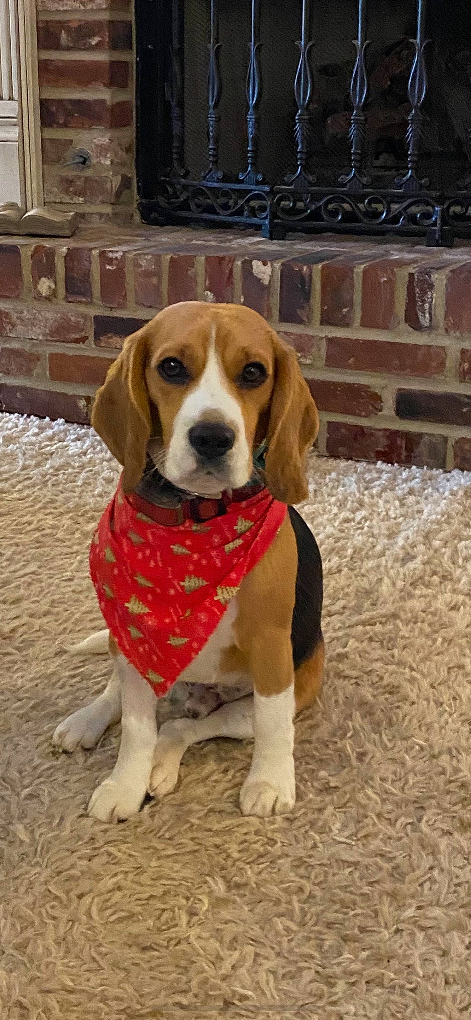 Teddy joined the competition — help win amazing prizes! beagle, beagle_harrier, beaglier, canidae, carnivore, collar, companion_dog, dog, dog_breed, dog_supply, fawn, hound, mammal, pet_supply, scent_hound, snout, sporting_group, vertebrate, working_animal, working_dog