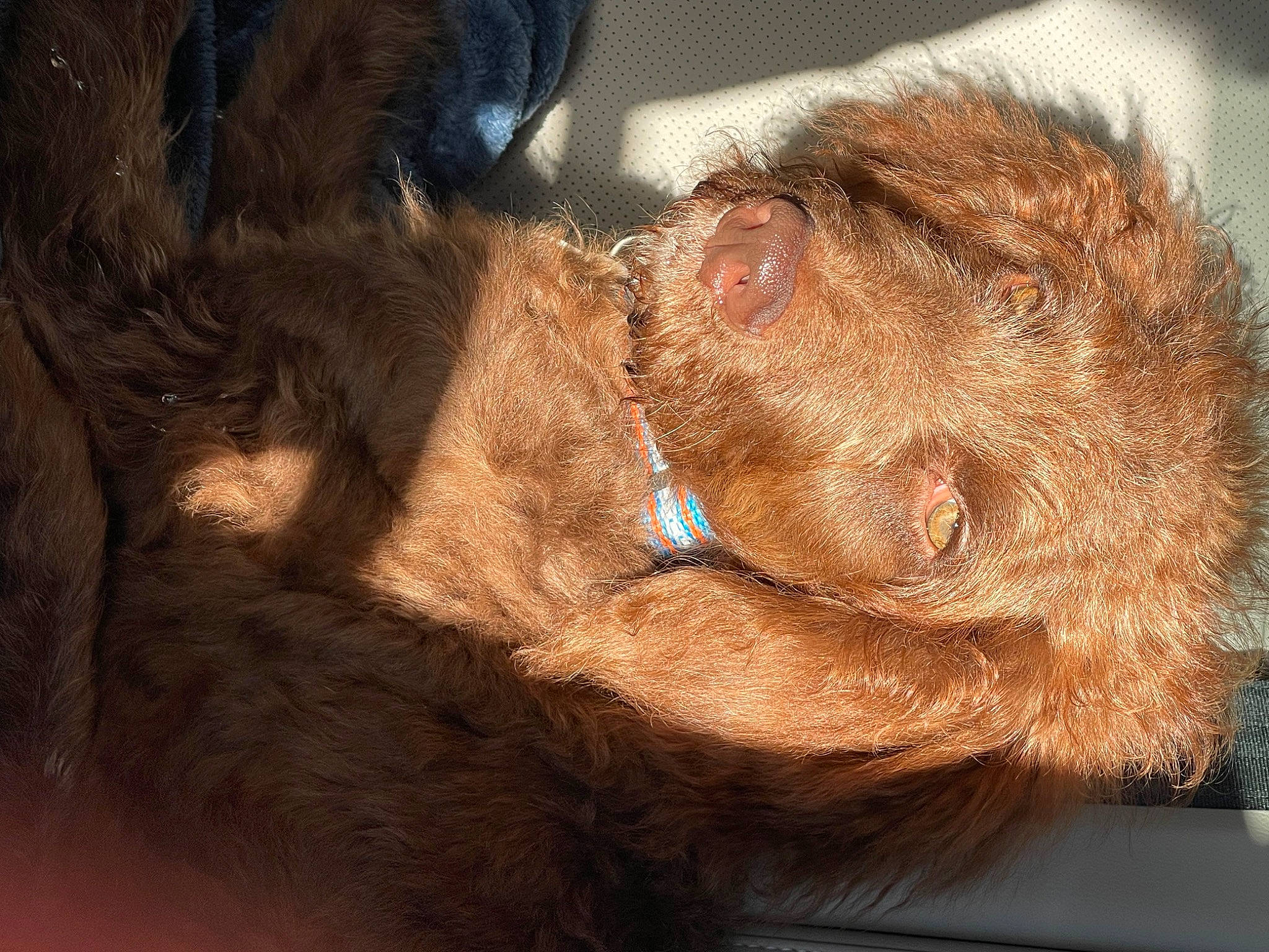 Theo joined the competition — help win amazing prizes! canidae, carnivore, comfort, companion_dog, dog, dog_breed, ear, fawn, flesh, fur, gun_dog, liver, natural_material, pet_supply, snout, sporting_group, terrestrial_animal, whiskers, working_animal, wrinkle