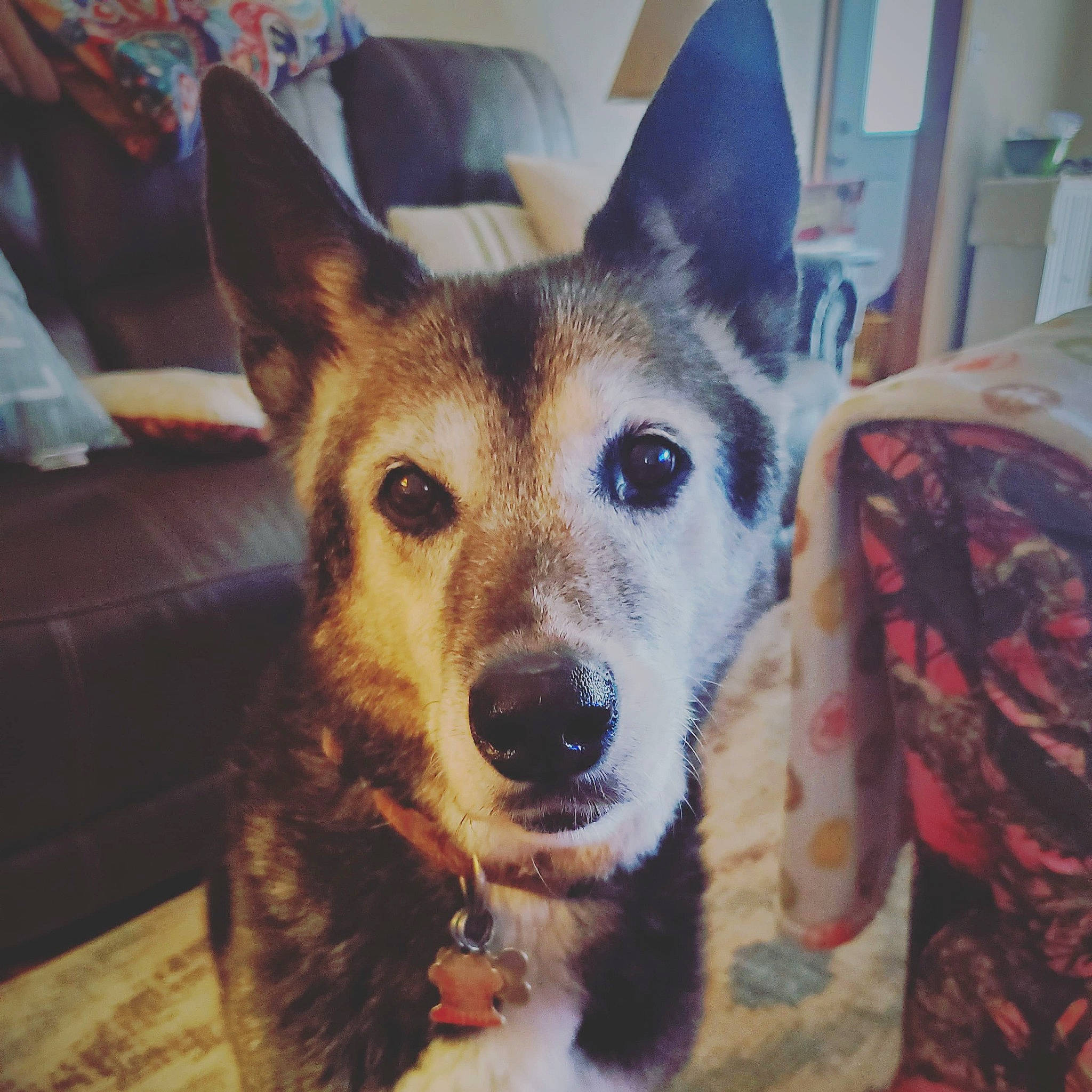Jasmine joined the competition — help win amazing prizes! canidae, carnivore, companion_dog, dog, dog_breed, door, ear, eye, fawn, fur, herding_dog, jaw, snout, sporting_group, square, terrestrial_animal, whiskers, window, working_animal, working_dog
