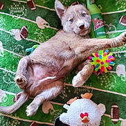 Wiley joined the competition — help win amazing prizes! animal, blanket, bottle, citrus_soda, clog, colorful, cute, dog, football, fur, green, indoor, looking, lying_down, pet, playful, plush_toy, puppy, toy, young