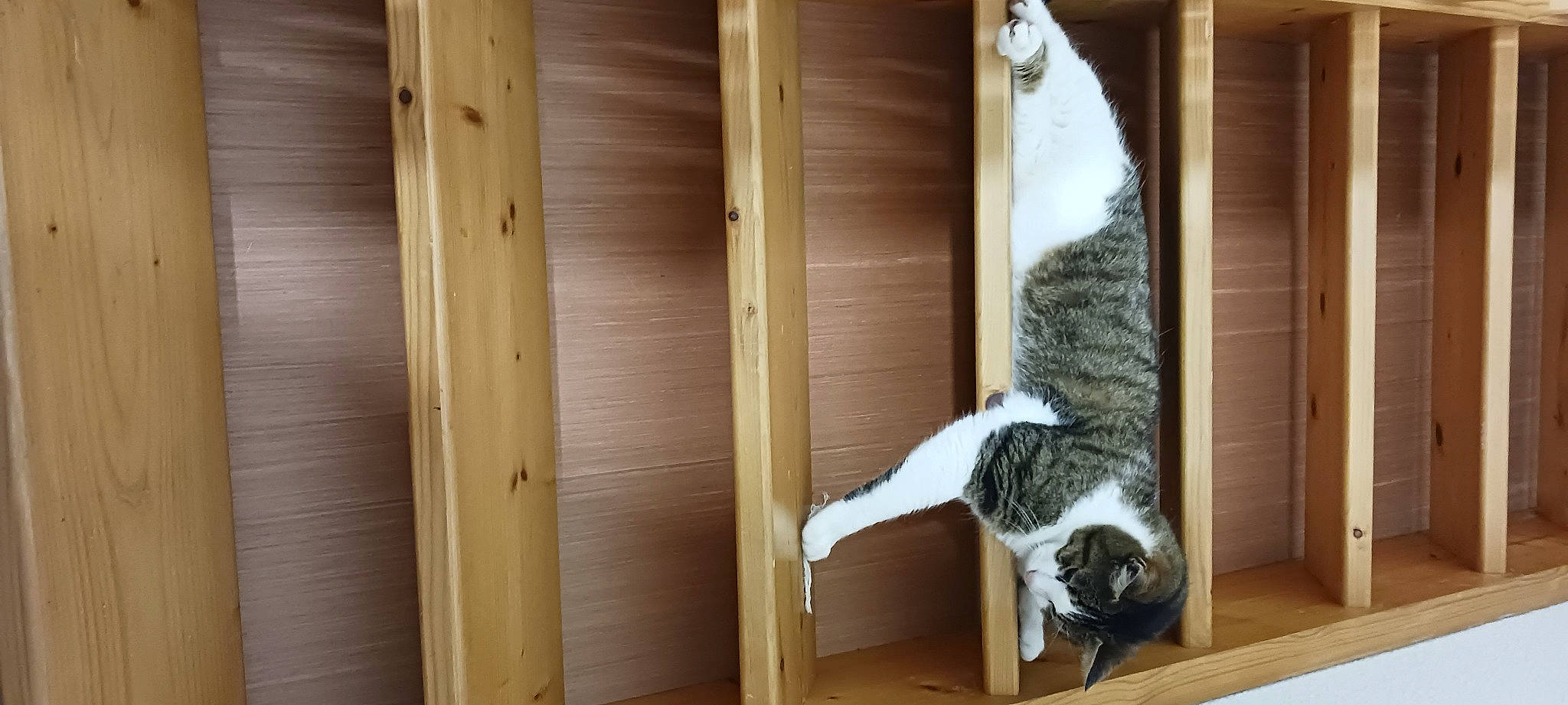 Jimmy Petit Nom Boubou a rejoint le concours — aidez-le/la à gagner de superbes lots ! canidae, carnivore, cat, cat_supply, domestic_short_haired_cat, felidae, flooring, fur, hardwood, lumber, plank, plywood, room, small_to_medium_sized_cats, sporting_group, tail, whiskers, window, wood, wood_stain