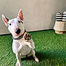 animal, artificial_grass, basket, bull_terrier, collar, cushions, cute, dog, friendly, grass, indoor, looking_up, paw, pet, raising_paw, sitting, spiked_collar, striped, wall, white_dog