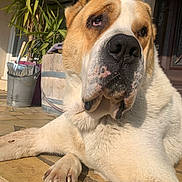 Michka a rejoint le concours — aidez-le/la à gagner de superbes lots ! dog, large_dog, canine, pet, animal, outdoor, sunlight, relaxed, resting, paw, nose, fur, plant, pot, bucket, gardening_tools, stone_floor, close_up, portrait, daylight