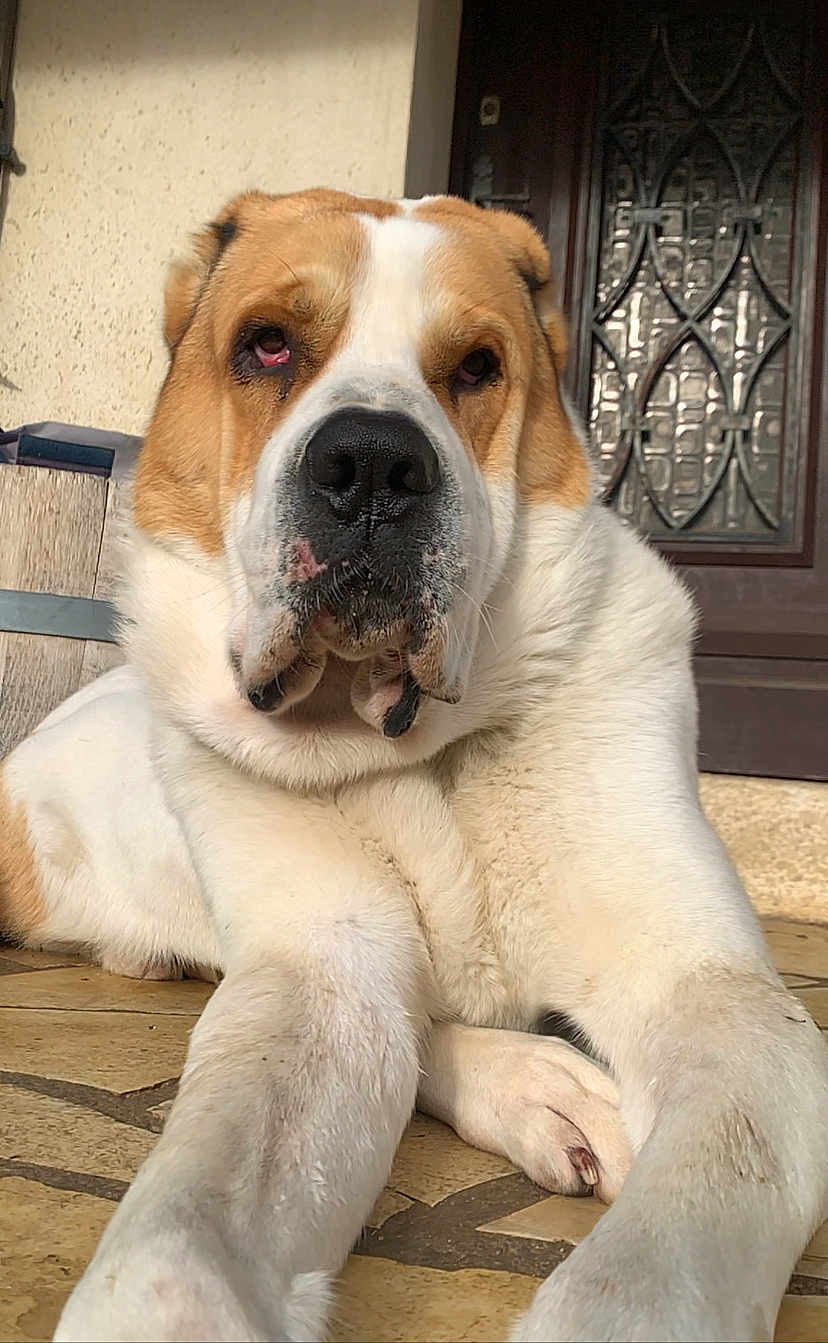 Michka participe au concours pour gagner de l'argent avec cette photo : dog, large_dog, white_fur, brown_fur, lying_down, close_up, outdoor, tile_floor, door, decorative_glass, pet, animal, canine, resting, front_paws, calm, face, snout, ears, house