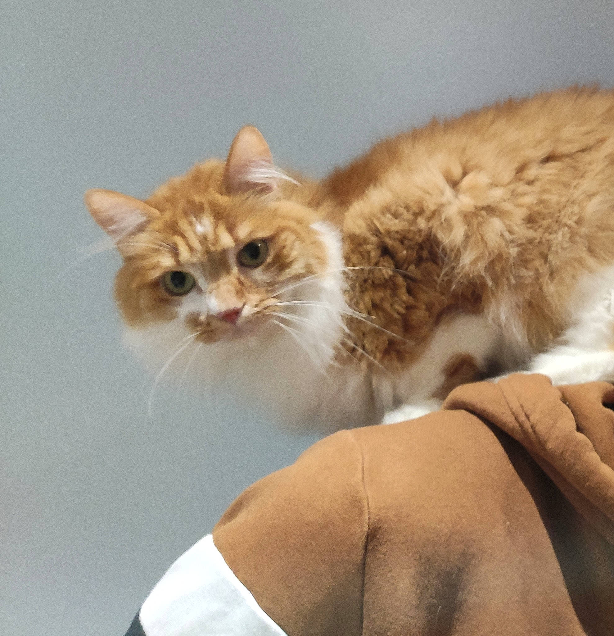 Chiffon a rejoint le concours — aidez-le/la à gagner de superbes lots ! aegean_cat, american_curl, british_semi_longhair, carnivore, cat, domestic_long_haired_cat, domestic_short_haired_cat, european_shorthair, fawn, felidae, fur, kitten, mammal, norwegian_forest_cat, polydactyl_cat, ragamuffin, small_to_medium_sized_cats, tabby_cat, turkish_van, whiskers