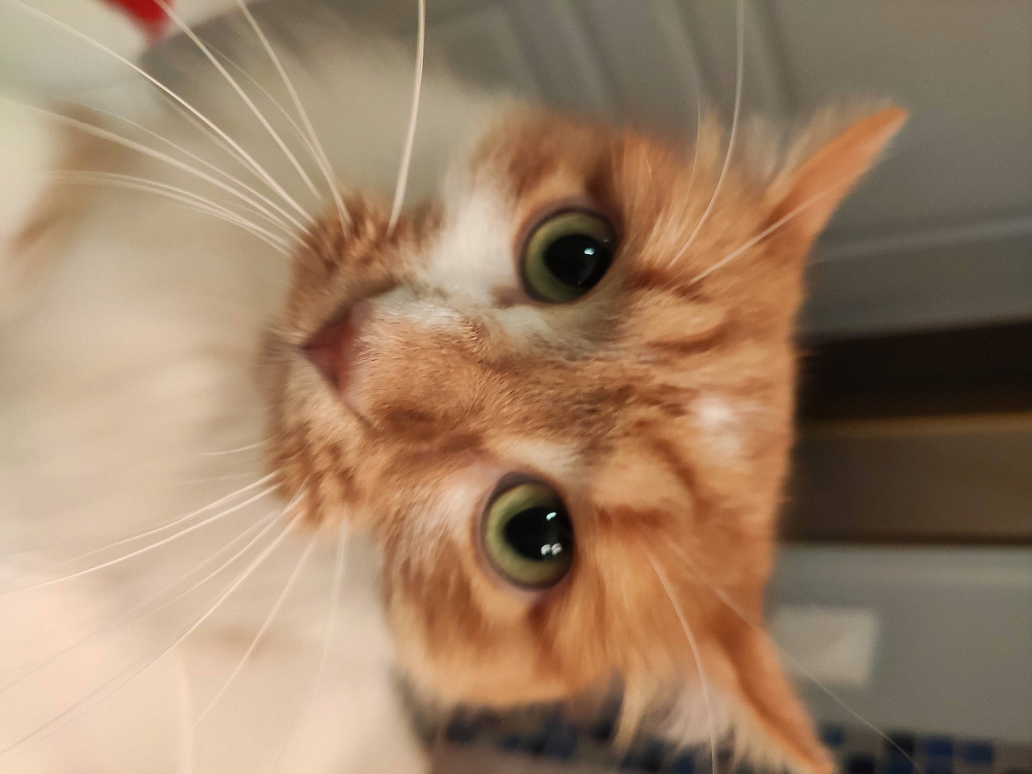 Chiffon a rejoint le concours — aidez-le/la à gagner de superbes lots ! american_curl, carnivore, cat, close_up, ear, european_shorthair, eye, fawn, felidae, fur, iris, kitten, nose, organ, organism, photography, small_to_medium_sized_cats, snout, tabby_cat, whiskers