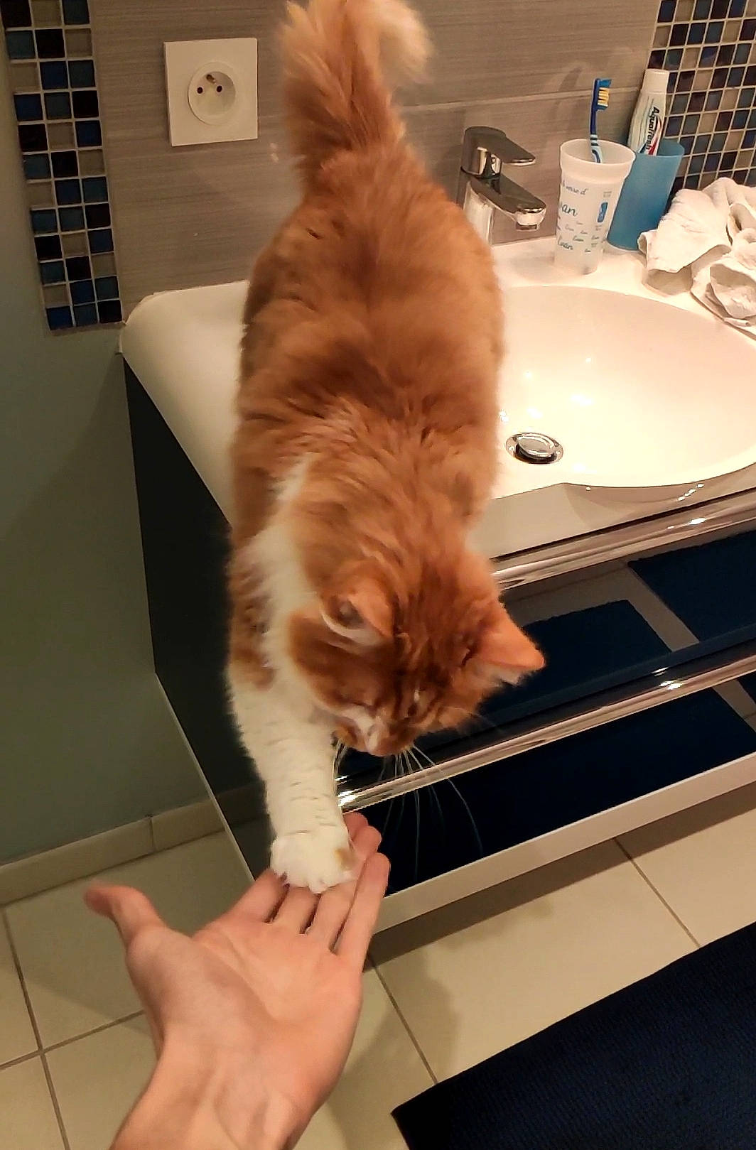 Chiffon participe au concours pour gagner de l'argent avec cette photo : carnivore, cat, domestic_long_haired_cat, domestic_short_haired_cat, european_shorthair, fawn, felidae, fur, hand, kitten, norwegian_forest_cat, paper_product, ragamuffin, sink, small_to_medium_sized_cats, tail, washing, whiskers