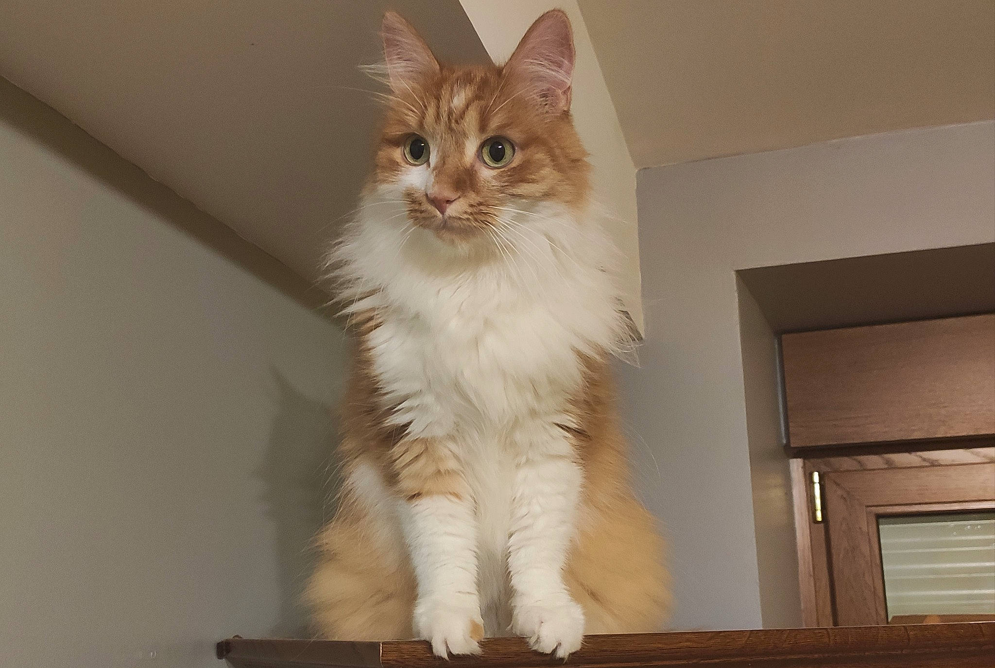 Chiffon a rejoint le concours — aidez-le/la à gagner de superbes lots ! aegean_cat, asian_semi_longhair, british_semi_longhair, carnivore, cat, domestic_long_haired_cat, fawn, felidae, kitten, maine_coon, mammal, norwegian_forest_cat, polydactyl_cat, ragamuffin, siberian, small_to_medium_sized_cats, tail, turkish_angora, vertebrate, whiskers