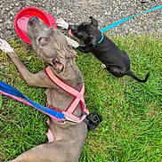 Louna a rejoint le concours — aidez-le/la à gagner de superbes lots ! animal, collar, dog, footwear, grass, gravel, harness, leash, outdoor, panting, person, pet, playing, puppy, resting, shoe, sidewalk, summer, tongue_out, water_bowl