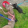animal, collar, dog, footwear, grass, gravel, harness, leash, outdoor, panting, person, pet, playing, puppy, resting, shoe, sidewalk, summer, tongue_out, water_bowl