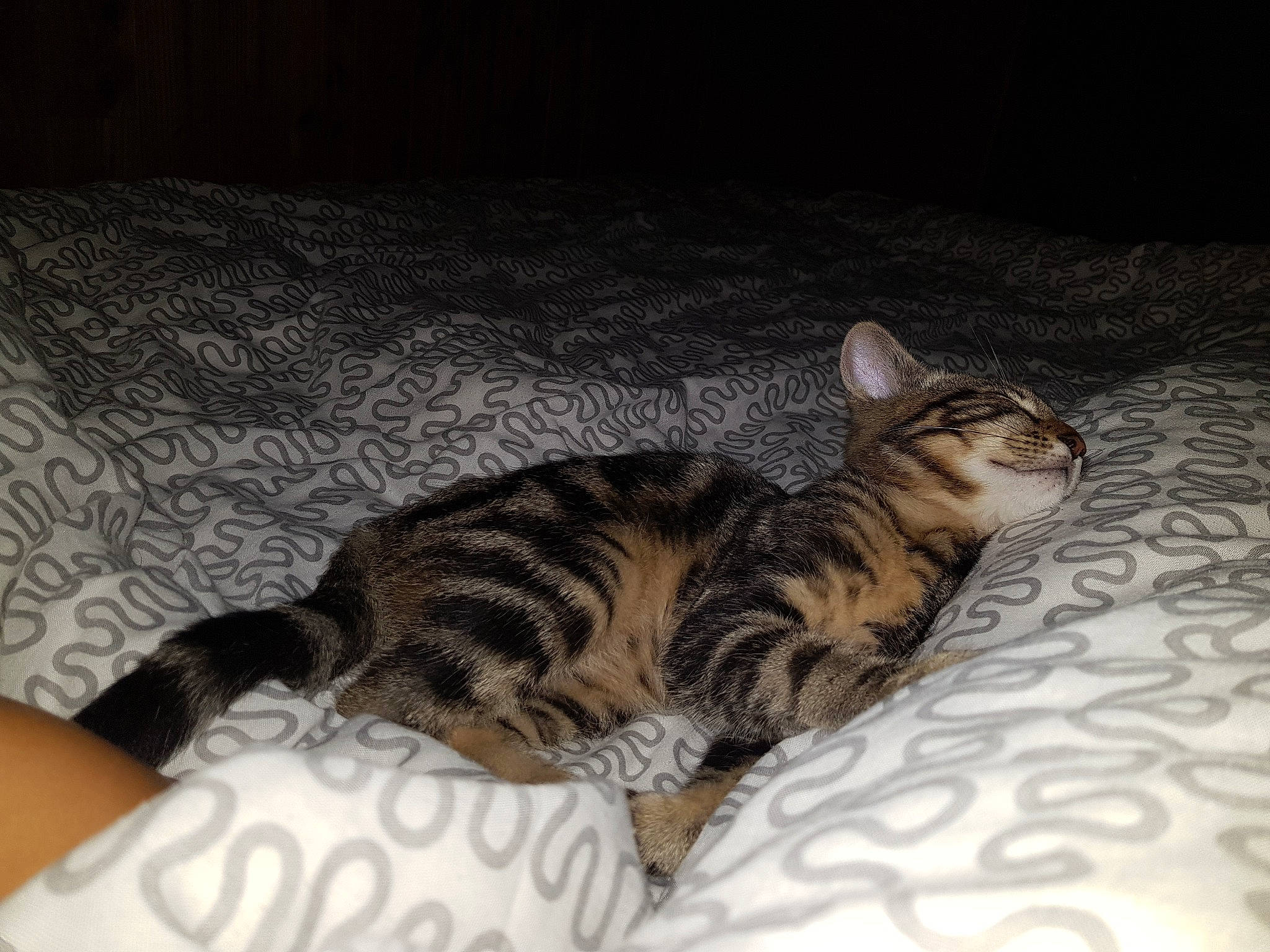 Ploum a rejoint le concours — aidez-le/la à gagner de superbes lots ! american_shorthair, asian, bengal, california_spangled, carnivore, cat, domestic_short_haired_cat, dragon_li, egyptian_mau, european_shorthair, felidae, kitten, mammal, ocicat, small_to_medium_sized_cats, sokoke, tabby_cat, toyger, vertebrate, whiskers