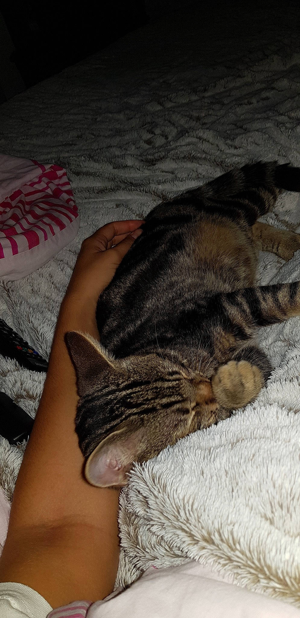 Ploum participe au concours pour gagner de l'argent avec cette photo : american_shorthair, asian, california_spangled, carnivore, cat, claw, domestic_short_haired_cat, dragon_li, european_shorthair, felidae, fur, nap, ocicat, paw, pixie_bob, skin, sleep, small_to_medium_sized_cats, tabby_cat, whiskers