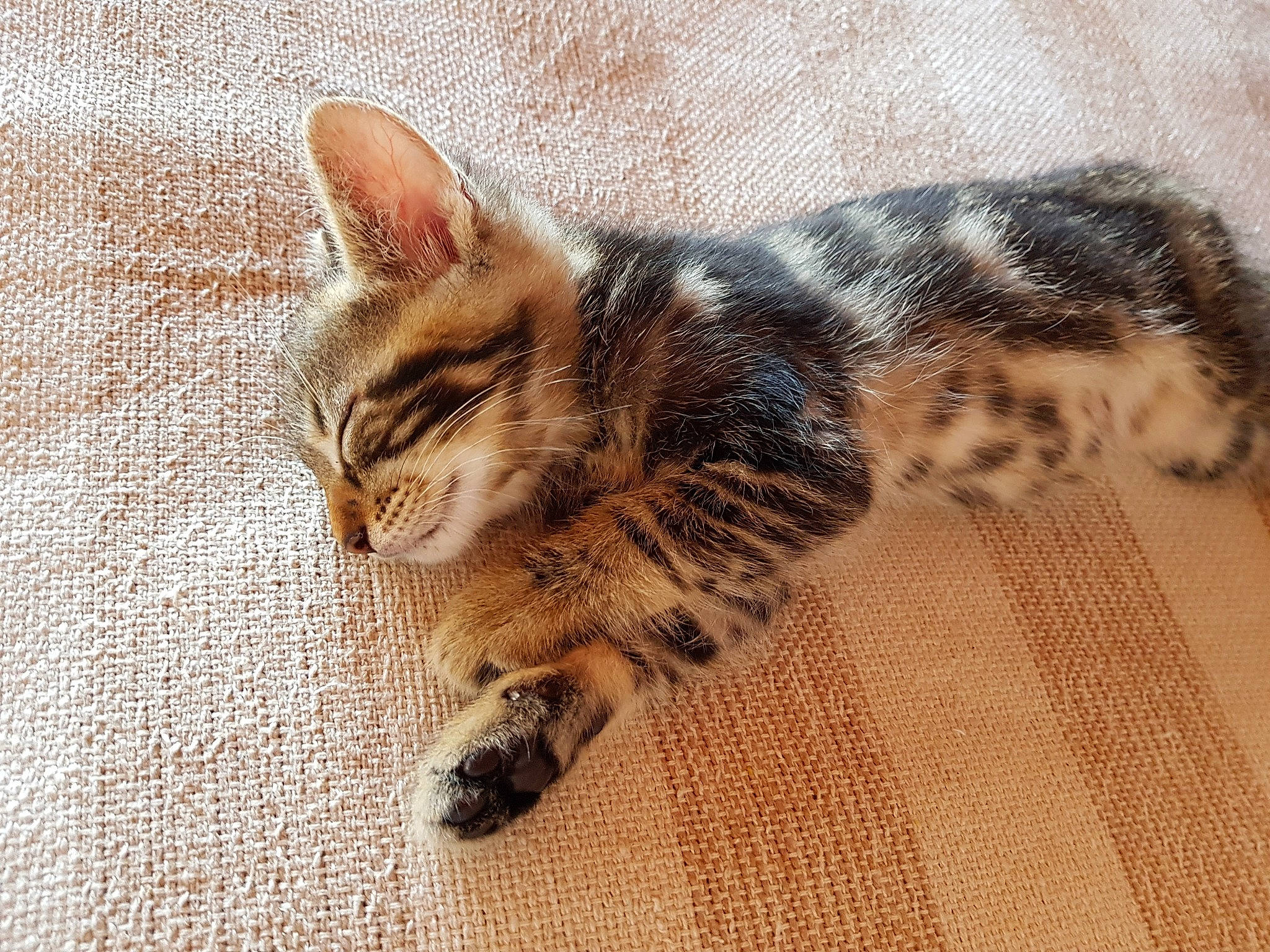 Ploum a rejoint le concours — aidez-le/la à gagner de superbes lots ! american_shorthair, asian, bengal, carnivore, cat, claw, domestic_short_haired_cat, dragon_li, european_shorthair, felidae, fur, kitten, mammal, paw, small_to_medium_sized_cats, sokoke, tabby_cat, tail, toyger, whiskers