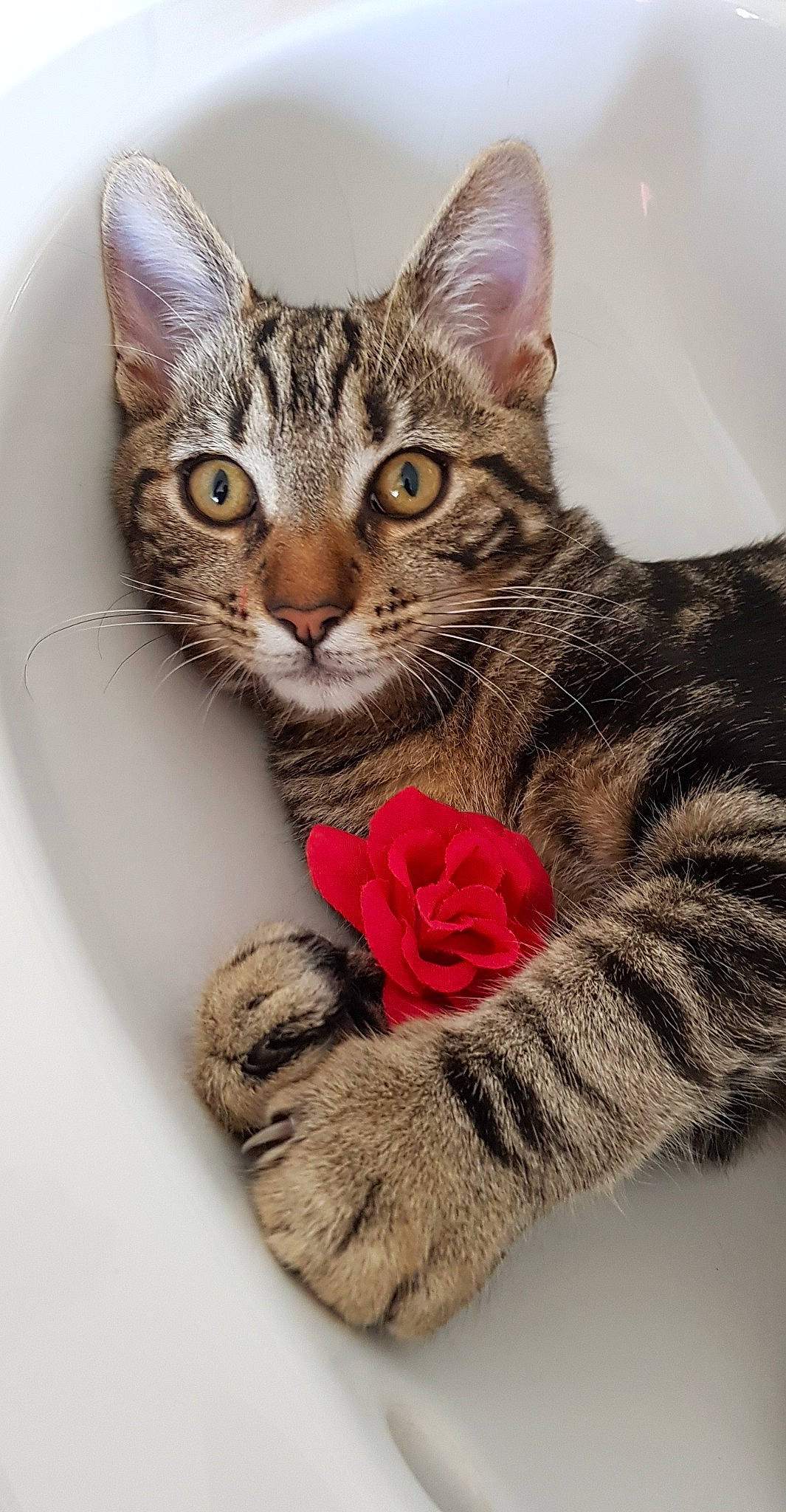 Ploum participe au concours pour gagner de l'argent avec cette photo : american_shorthair, american_wirehair, asian, california_spangled, carnivore, cat, domestic_short_haired_cat, dragon_li, egyptian_mau, european_shorthair, felidae, fur, kitten, mammal, ocicat, pixie_bob, small_to_medium_sized_cats, tabby_cat, toyger, whiskers