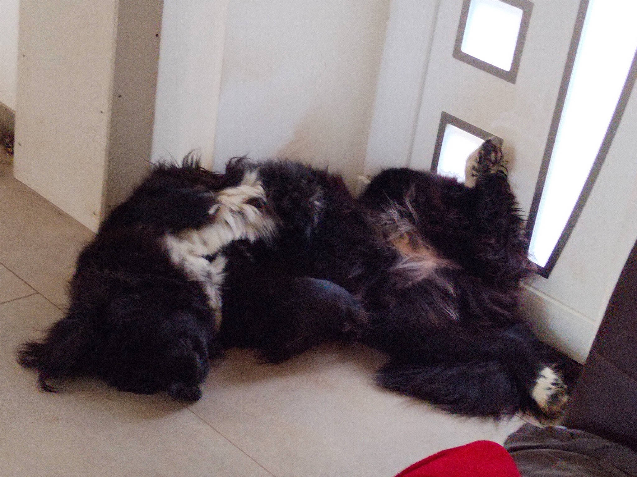 Seita a rejoint le concours — aidez-le/la à gagner de superbes lots ! canidae, carnivore, claw, comfort, companion_dog, dog, dog_breed, felidae, flooring, fur, nap, paw, small_to_medium_sized_cats, snout, sporting_group, tail, terrestrial_animal, window, working_animal