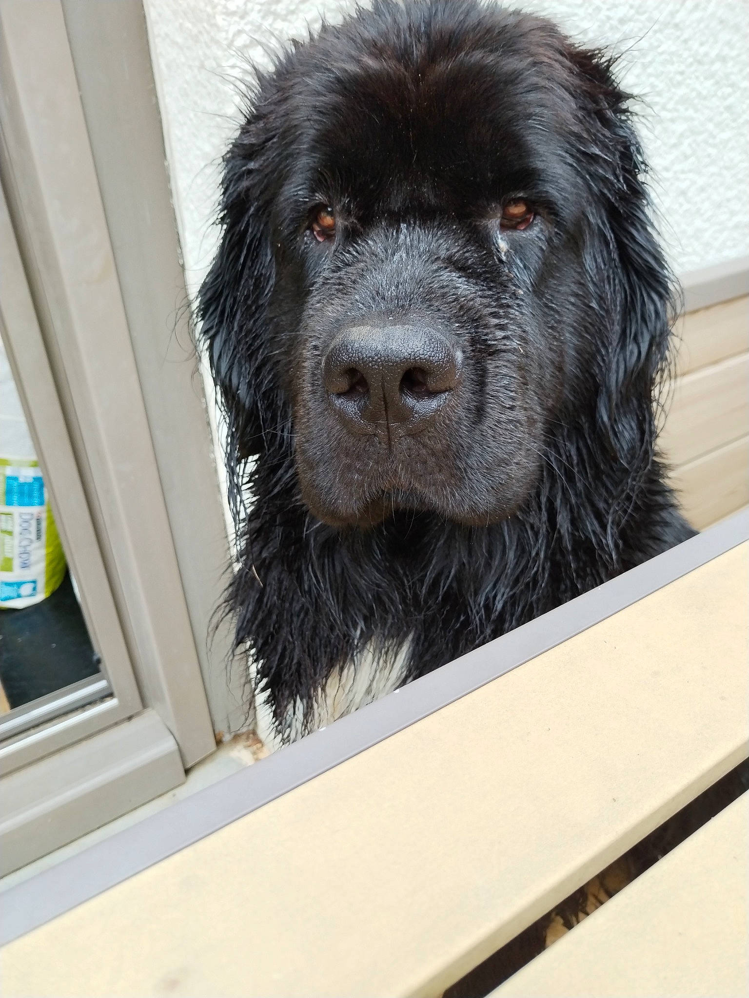 Seita a rejoint le concours — aidez-le/la à gagner de superbes lots ! canidae, carnivore, companion_dog, dog, dog_breed, fur, gaddi_kutta, giant_dog_breed, labradoodle, liver, non_sporting_group, snout, sporting_group, terrestrial_animal, terrier, toy_dog, water_bottle, water_dog, working_animal, working_dog