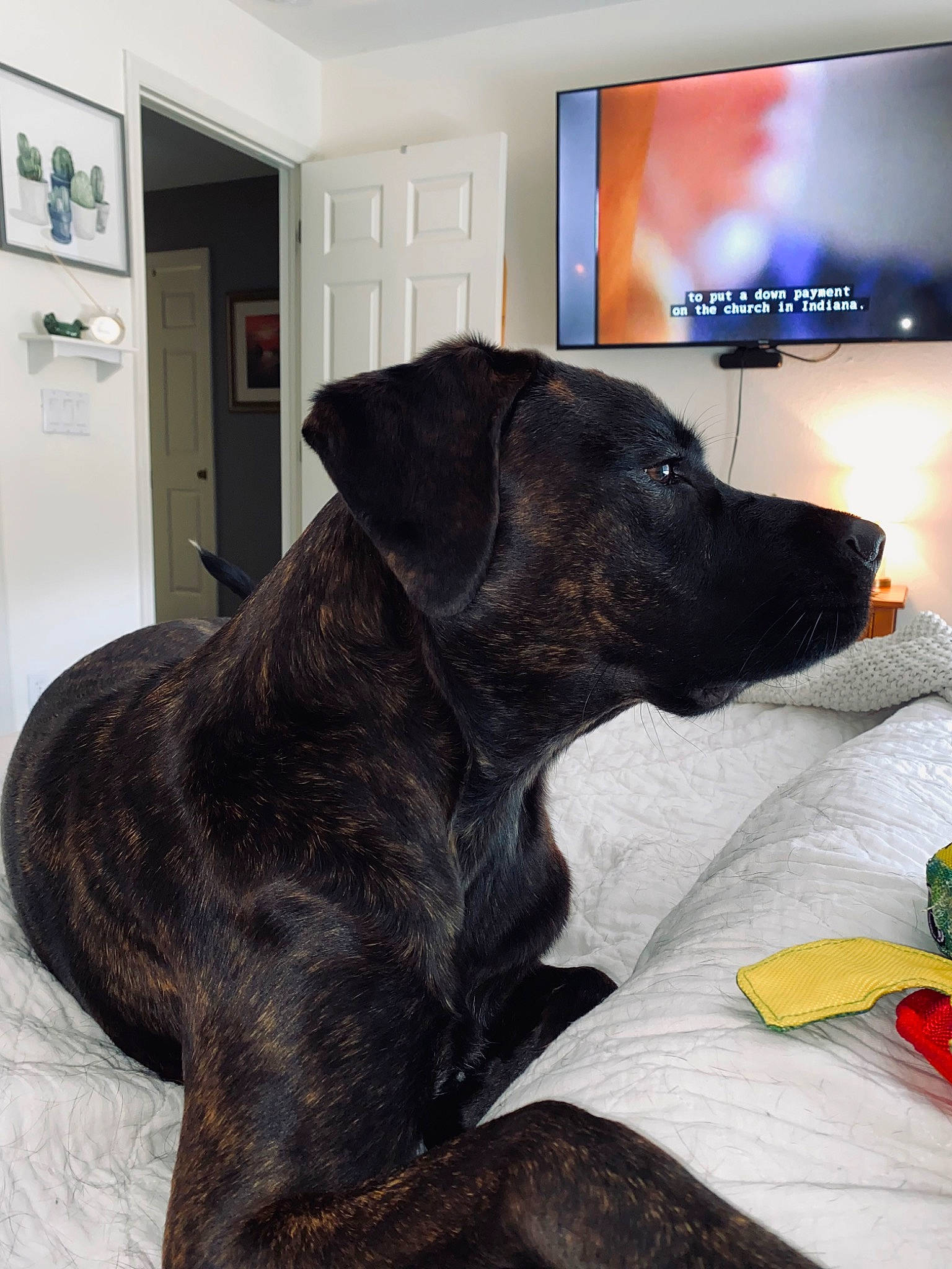 Nala joined the competition — help win amazing prizes! carnivore, collar, comfort, companion_dog, couch, display_device, dog, dog_breed, dog_collar, dog_supply, fawn, fur, liver, pet_supply, picture_frame, snout, sporting_group, television_set, whiskers, working_animal