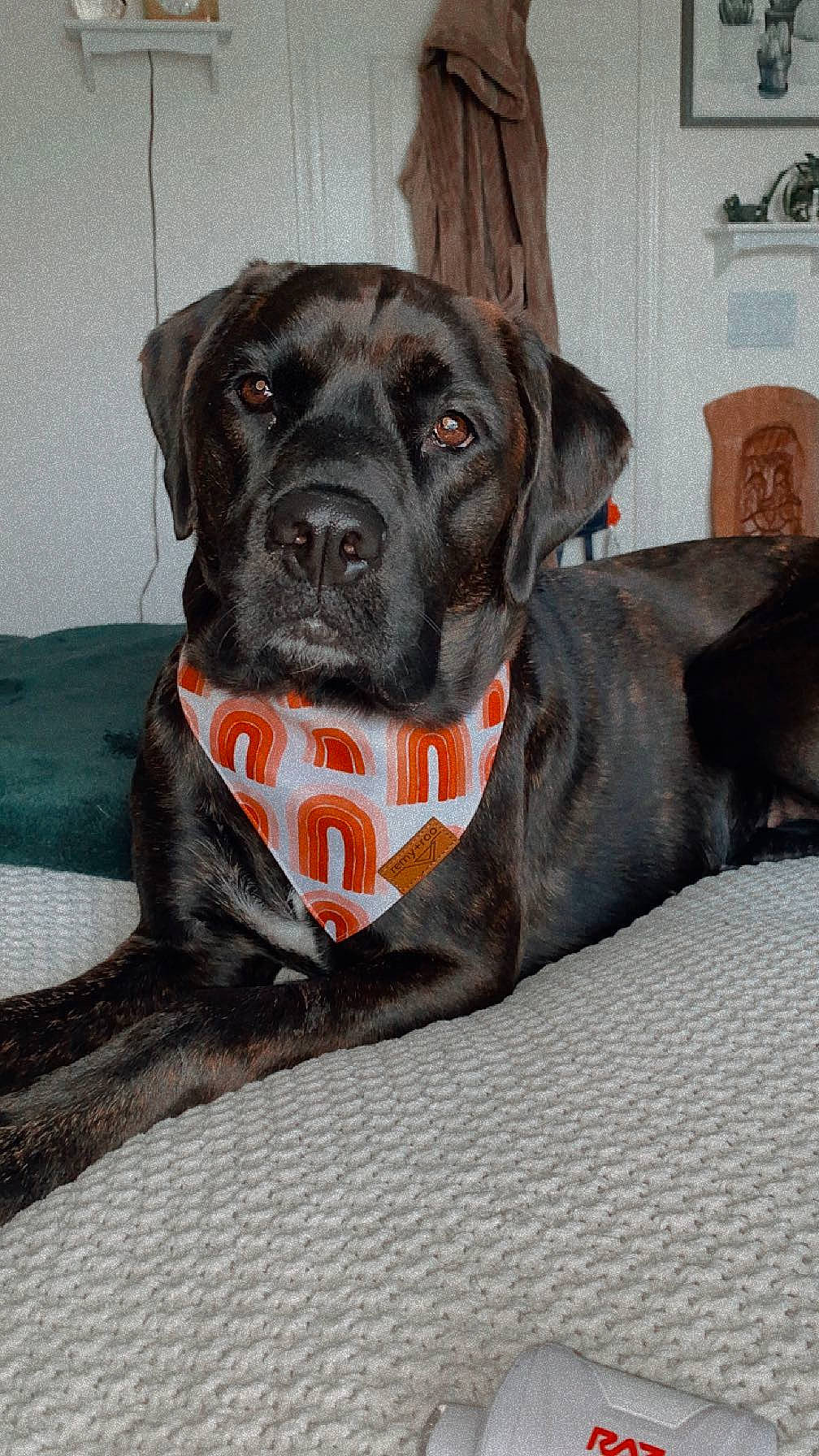 Nala joined the competition — help win amazing prizes! borador, canidae, carnivore, collar, companion_dog, dog, dog_breed, dog_collar, dog_supply, fur, grey, handwriting, liver, pet_supply, snout, sporting_group, terrestrial_animal, whiskers, working_animal, working_dog