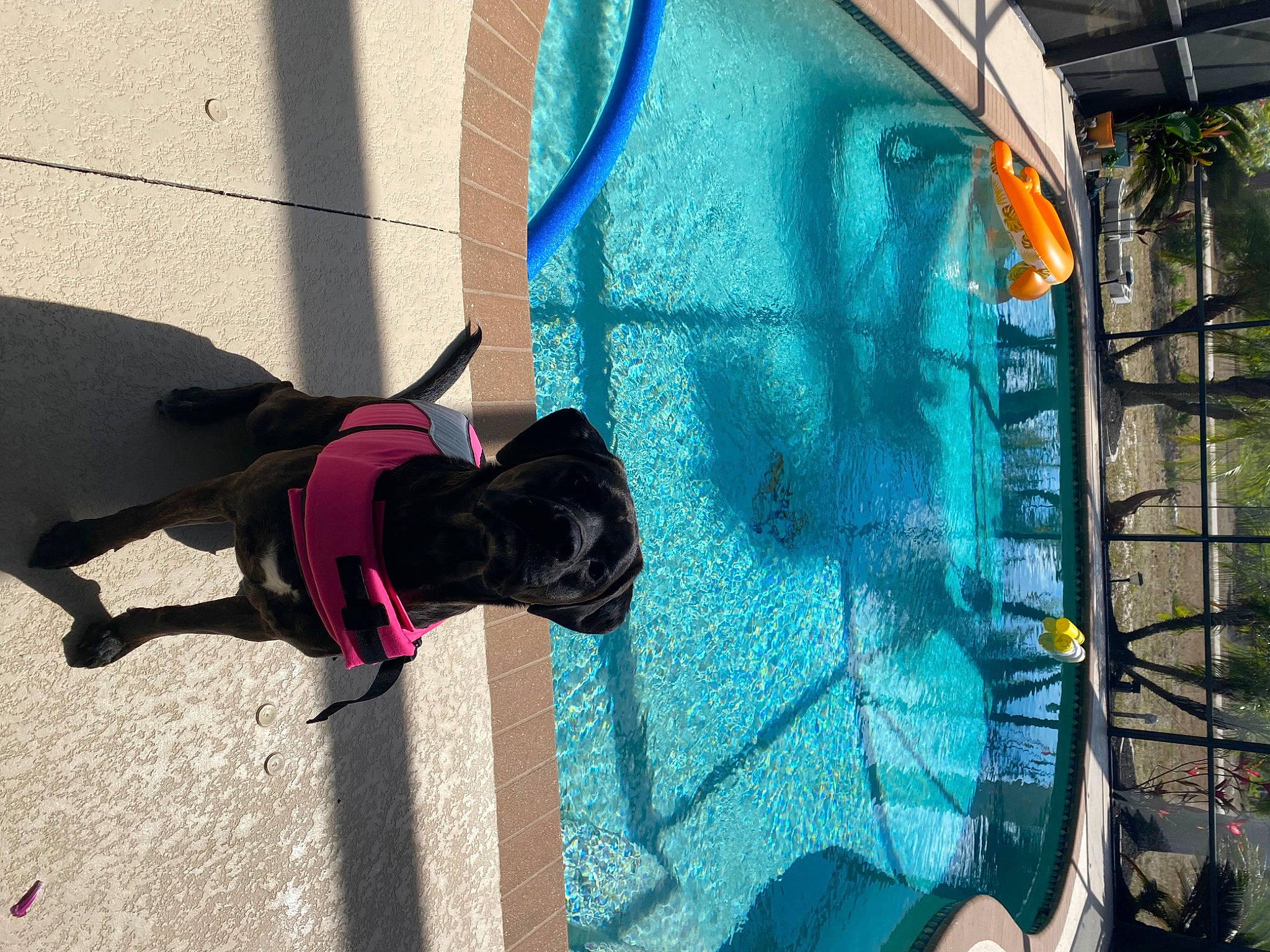 Nala is registered to the contest to win money with this photo: art, carnivore, circle, collar, companion_dog, dog, dog_breed, dog_collar, electric_blue, fashion_accessory, glass, graffiti, leash, pet_supply, plant, shadow, stairs, tail, tints_and_shades, water