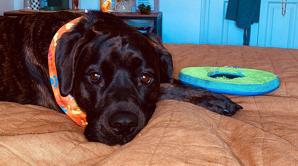 Nala joined the competition — help win amazing prizes! automotive_tire, blue, borador, carnivore, collar, companion_dog, dog, dog_breed, dog_collar, dog_supply, electric_blue, fawn, flooring, fur, guard_dog, gun_dog, liver, retriever, snout, working_animal