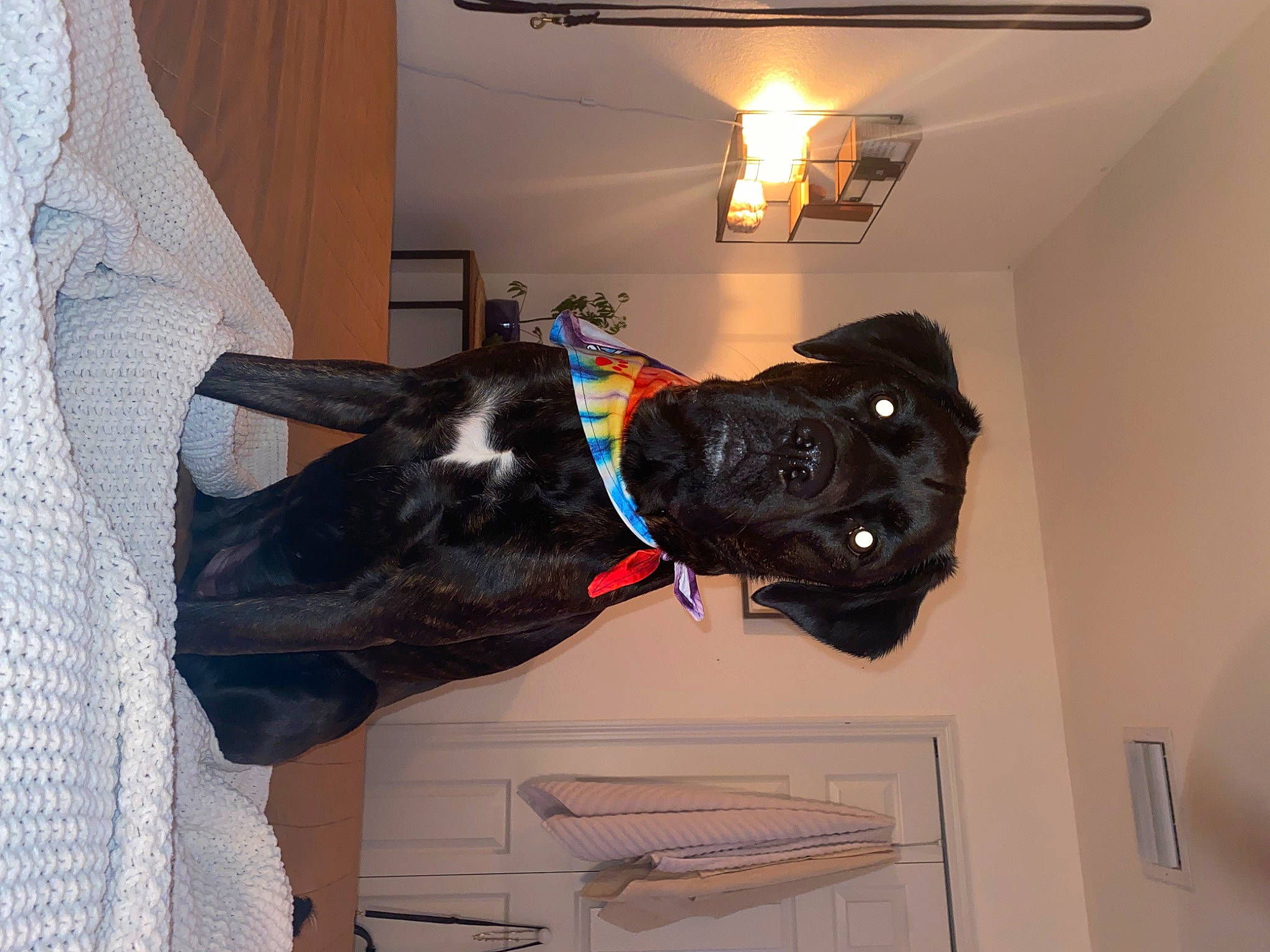 Nala is registered to the contest to win money with this photo: canidae, carnivore, ceiling, collar, companion_dog, dog, dog_breed, dog_collar, fawn, fur, great_dane, guard_dog, room, sculpture, snout, sporting_group, tail, window, wood, working_animal