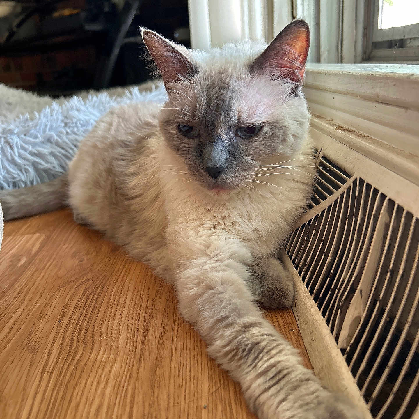 Blu is registered to the contest to win money with this photo: abyssinian, animal, cat, computer, couch, electronics, furniture, hardwood, homedecor, indoors, interiordesign, kitten, laptop, manx, pet, plywood, shelf, siamese, stainedwood, wood