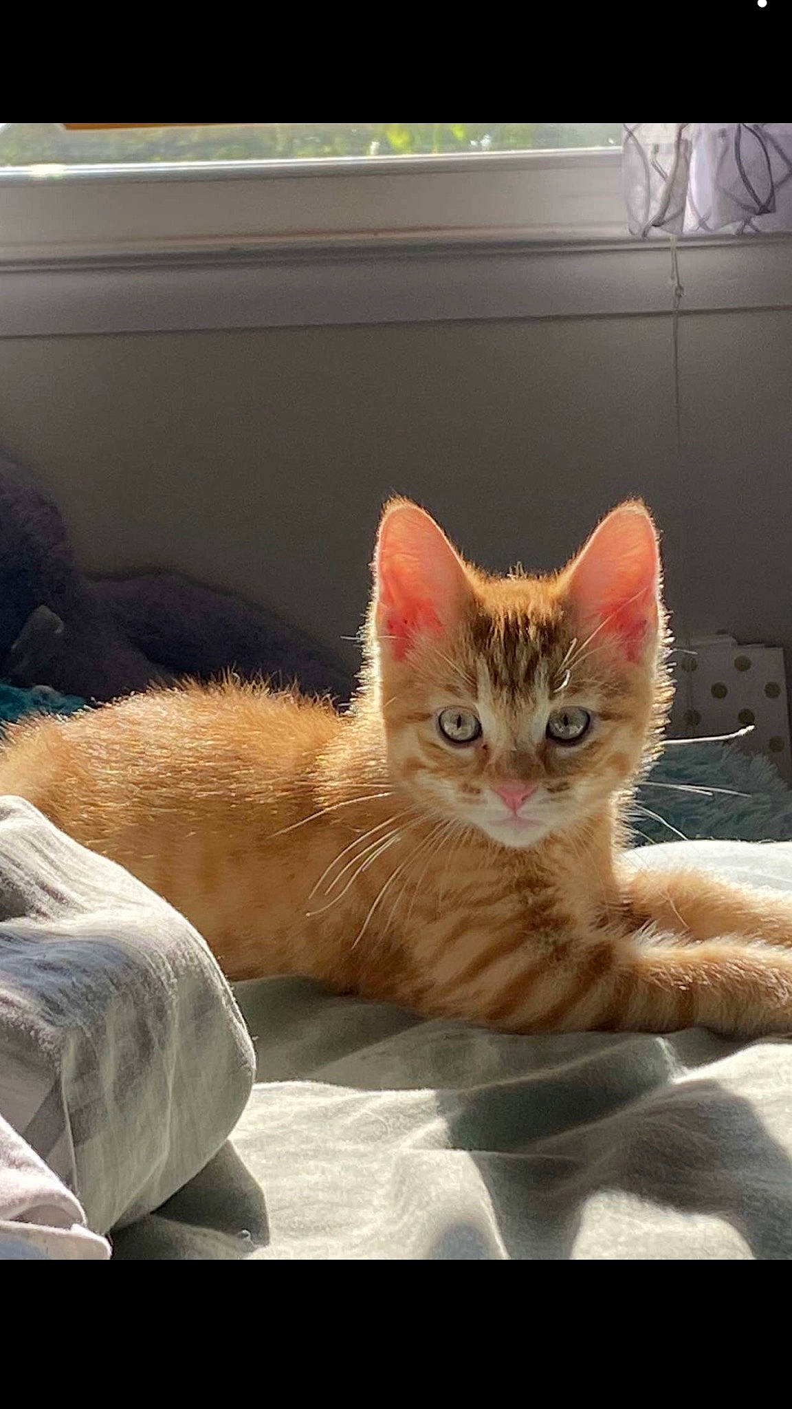 Joey joined the competition — help win amazing prizes! aegean_cat, arabian_mau, asian, carnivore, cat, domestic_short_haired_cat, ear, european_shorthair, fawn, felidae, fur, german_rex, kitten, mammal, nose, ojos_azules, polydactyl_cat, small_to_medium_sized_cats, tabby_cat, whiskers