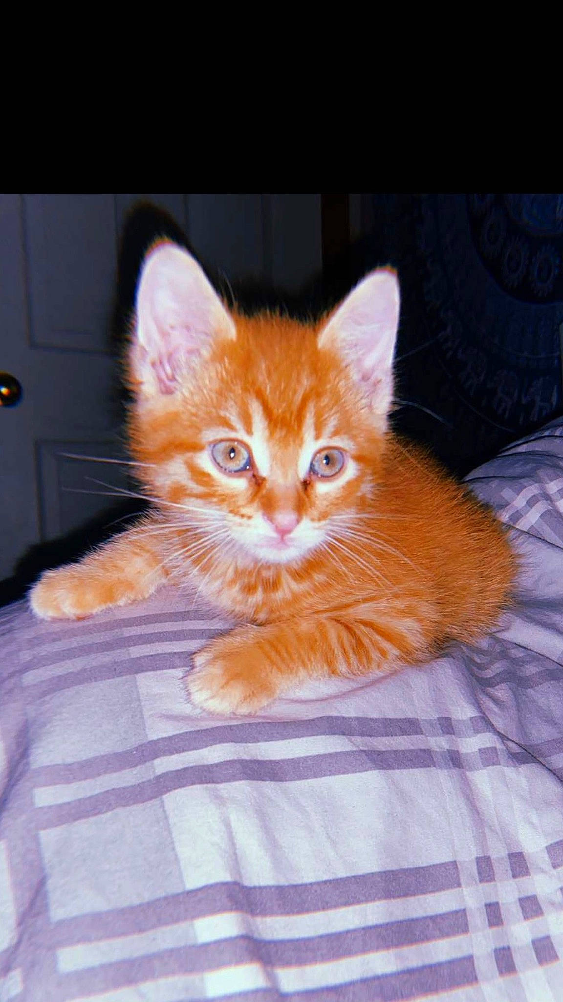 Joey is registered to the contest to win money with this photo: asian, carnivore, cat, cymric, domestic_short_haired_cat, european_shorthair, fawn, felidae, fur, german_rex, kitten, maine_coon, mammal, ojos_azules, small_to_medium_sized_cats, tabby_cat, tail, turkish_angora, vertebrate, whiskers