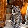 animal, cat, domestic_cat, doorway, feline, gray_cat, green_eyes, indoors, looking_away, paws, pet, quiet, resting, shadow, sitting, sunlight, tabby, tile_floor, whiskers, wooden_door