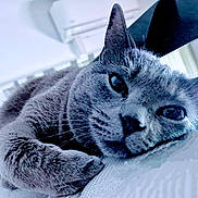 Sebastien participe au concours pour gagner de l'argent avec cette photo : cat, gray_cat, close_up, indoor, relaxed, lying_down, pet, feline, whiskers, ears, face, fur, animal, cute, domestic_cat, resting, soft_texture, cozy, calm, portrait