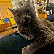 Seb a rejoint le concours — aidez-le/la à gagner de superbes lots ! cat, gray_cat, indoor, furniture, wood, table, drawer, relaxed, pet, animal, closeup, fur, whiskers, face, expression, cozy, background, curious, domestic, resting