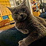 animal, background, cat, closeup, cozy, curious, domestic, drawer, expression, face, fur, furniture, gray_cat, indoor, pet, relaxed, resting, table, whiskers, wood