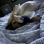 Sadie Sue is registered to the contest to win money with this photo: dog, bed, blanket, paw, indoor, resting, sleeping, cozy, furniture, fan, comfort, animal, pet, fur, relaxed, pattern, quiet, domestic, cute, lying_down