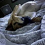 dog, bed, blanket, paw, indoor, resting, sleeping, cozy, furniture, fan, comfort, animal, pet, fur, relaxed, pattern, quiet, domestic, cute, lying_down