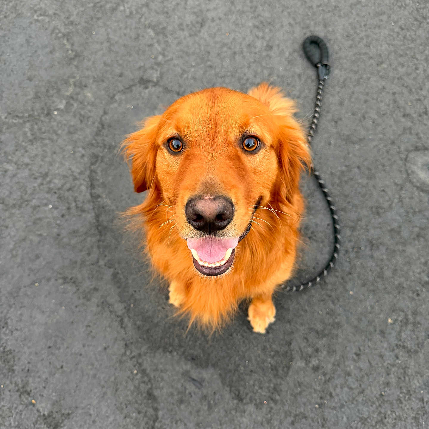 Cooper