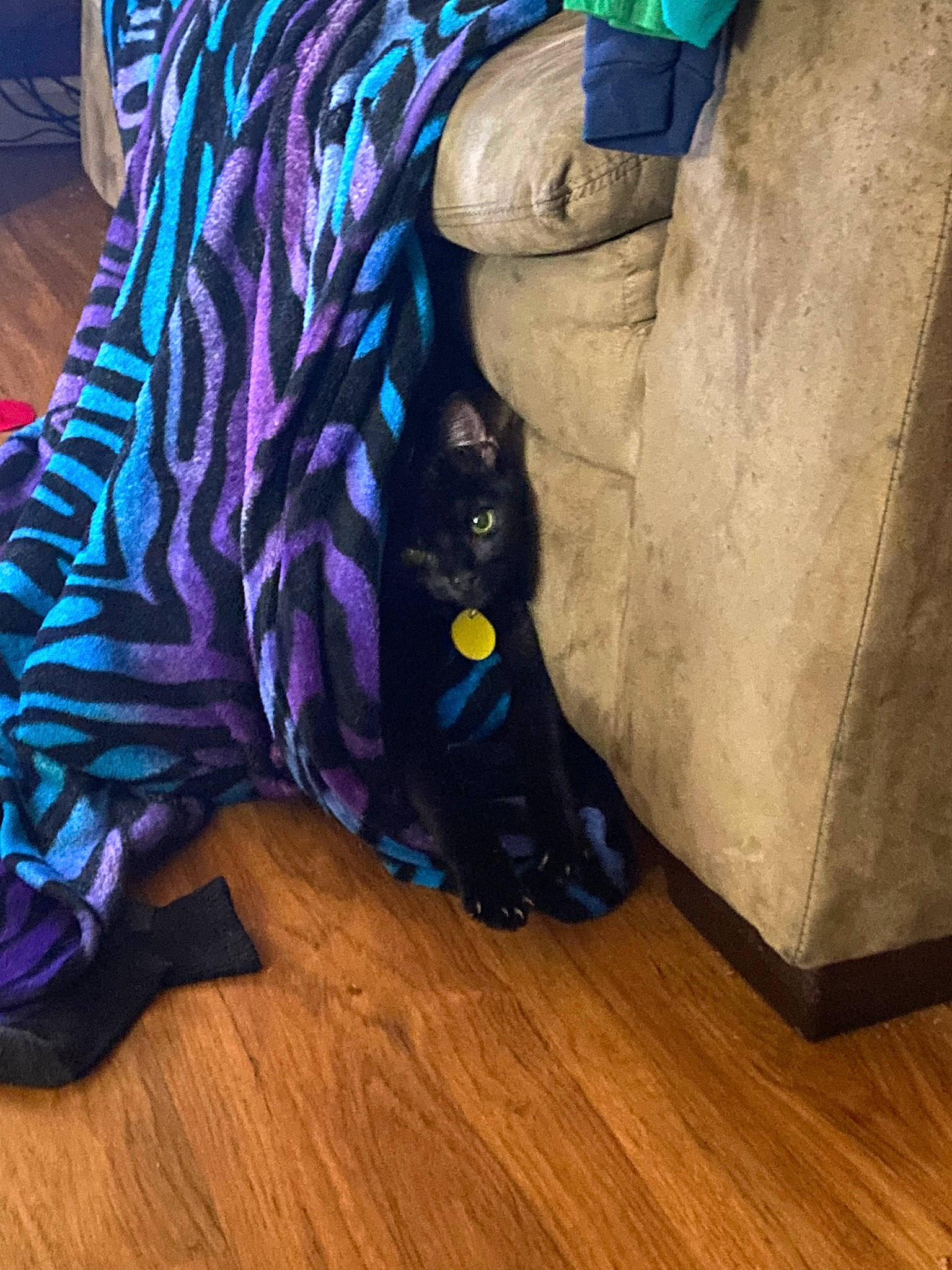 Grimm is registered to the contest to win money with this photo: blue, carnivore, cat, comfort, electric_blue, felidae, floor, flooring, grey, hardwood, human_leg, laminate_flooring, purple, small_to_medium_sized_cats, tail, tints_and_shades, whiskers, wood, wood_flooring, wood_stain