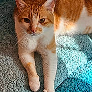 Lucky is registered to the contest to win money with this photo: cat, orange_cat, white_cat, pet, animal, feline, relaxed, sunlight, indoor, blanket, blue_blanket, texture, doll, toy, curious, paw, fur, closeup, resting, cozy