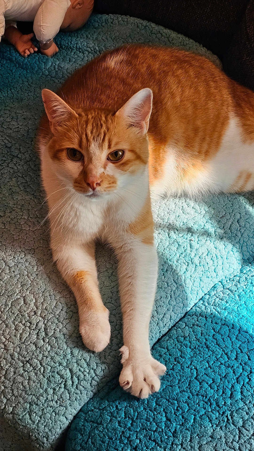 Lucky is registered to the contest to win money with this photo: cat, orange_cat, white_cat, pet, animal, feline, relaxed, sunlight, indoor, blanket, blue_blanket, texture, doll, toy, curious, paw, fur, closeup, resting, cozy
