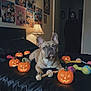 dog, french_bulldog, bed, jack_o_lantern, halloween, toy, black_bedspread, lamp, posters, wall, doorway, ghost_face_mask, costume, dark, indoor, pet, animal, orange, black, spooky