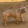 french_bulldog, dog, pet, outdoor, dirt, animal, canine, ears, wrinkles, fur, standing, side_view, brown, short_hair, mammal, companion, alert, portrait, cute, nature