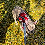 dog, french_bulldog, leash, harness, red_harness, yellow_leaves, autumn, outdoor, sunlight, shadow, grass, pet, canine, nature, fall, walking, closeup, animal, daylight, park