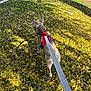 dog, leash, red_harness, yellow_leaves, grass, outdoor, sunlight, small_dog, walking, pavement, shadow, nature, pet, canine, autumn, sidewalk, park, daytime, animal, back_view