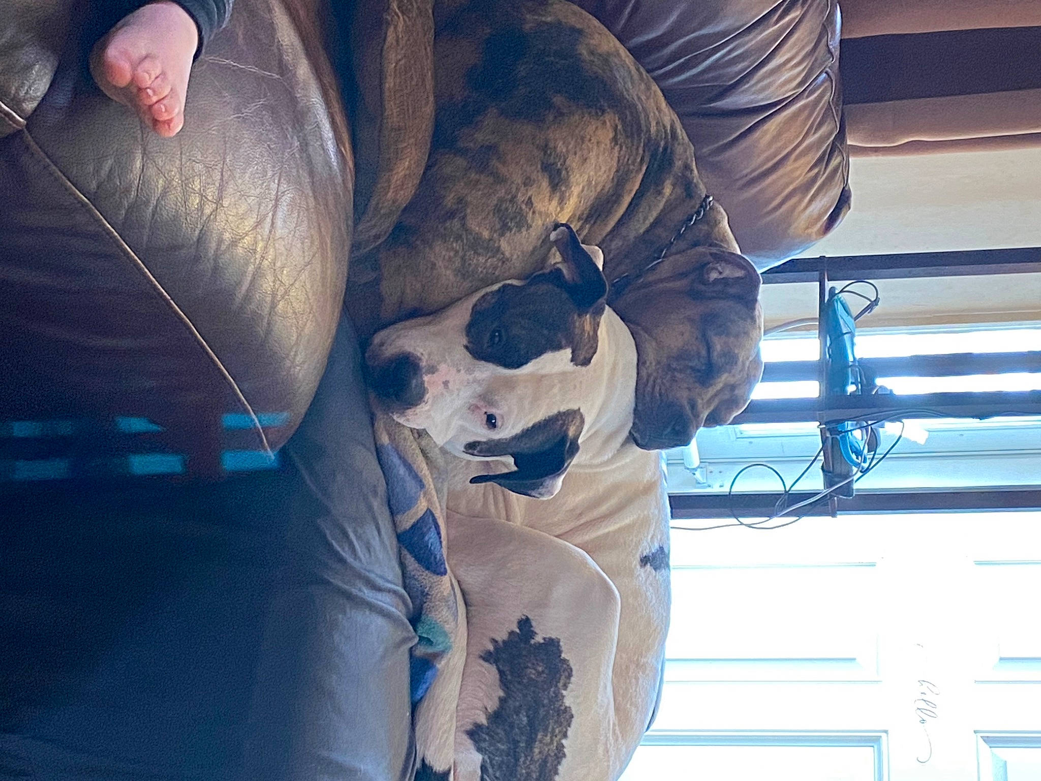 Rellik joined the competition — help win amazing prizes! azure, carmine, denim, electric_blue, eyewear, foot, fun, glass, goggles, human_leg, pattern, personal_protective_equipment, recreation, room, sunglasses, thigh, tints_and_shades, visual_arts, wing, wood