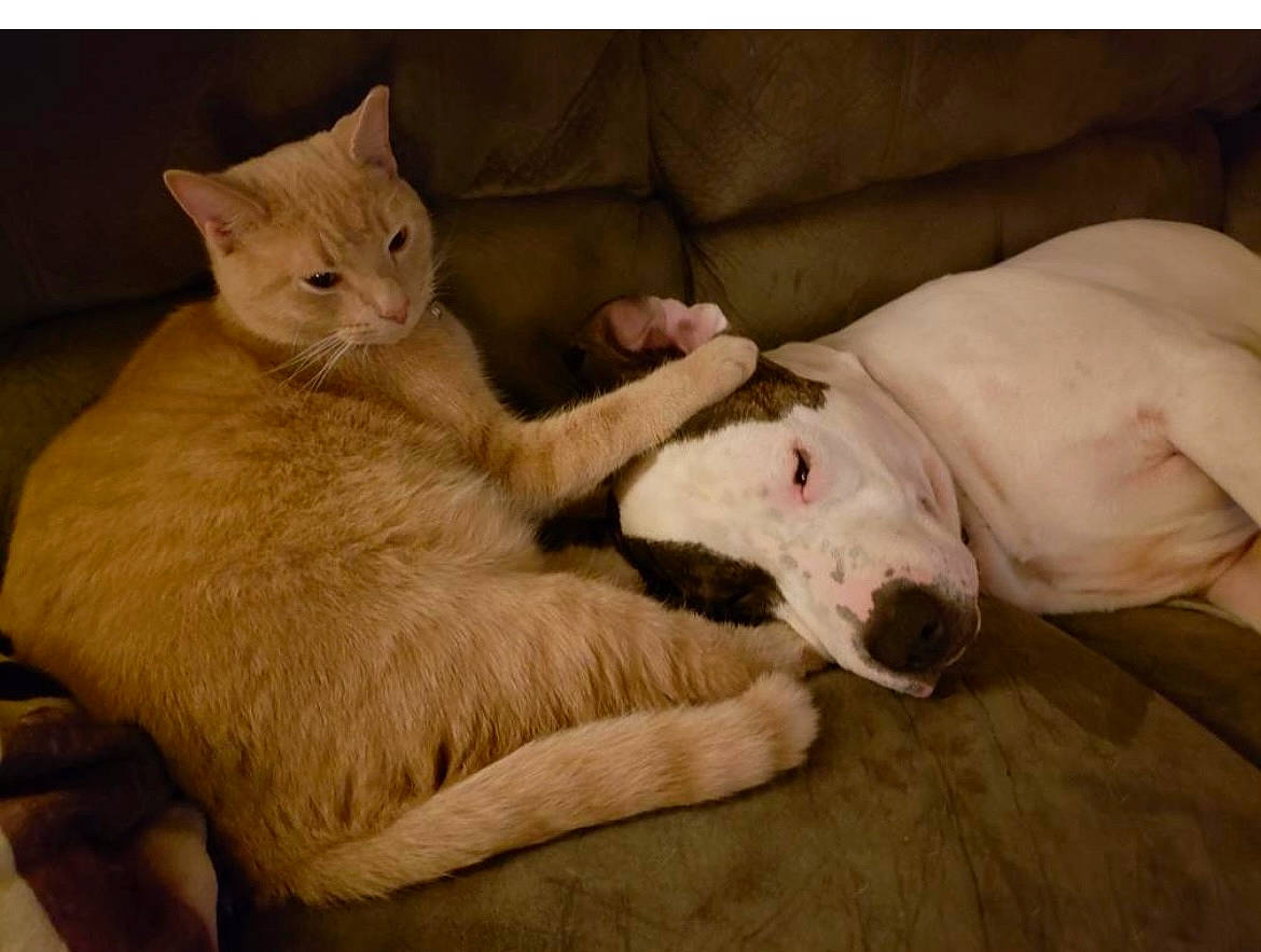 Rellik is registered to the contest to win money with this photo: canidae, carnivore, cat, comfort, companion_dog, couch, dog, dog_breed, domestic_short_haired_cat, fawn, felidae, foot, fur, nap, paw, small_to_medium_sized_cats, snout, sporting_group, tail, whiskers