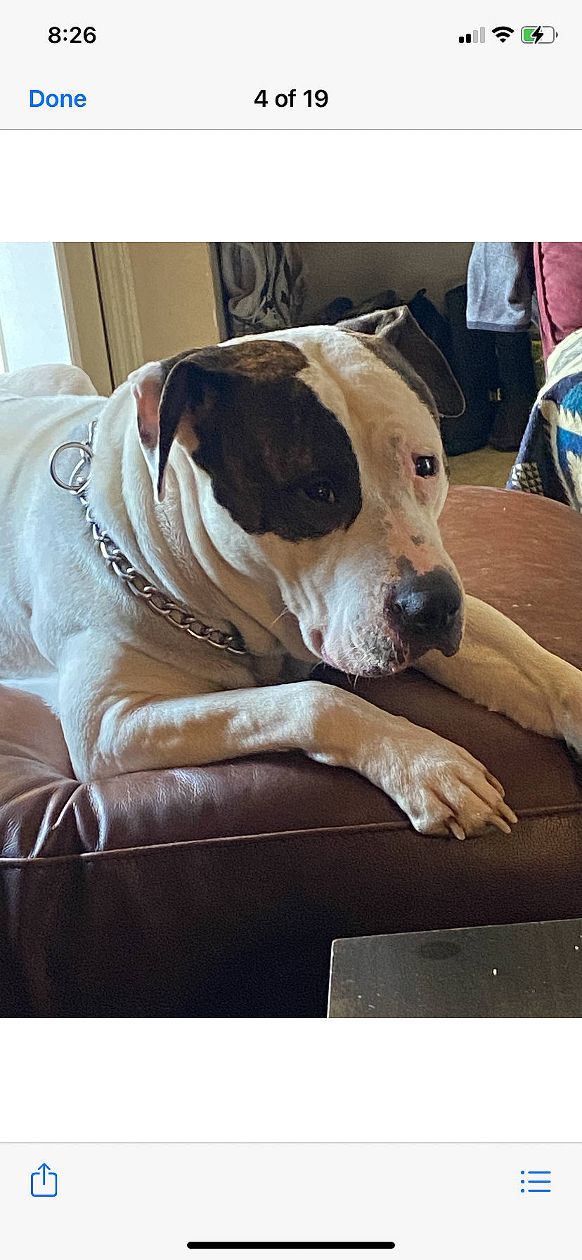 Rellik joined the competition — help win amazing prizes! canidae, carnivore, collar, comfort, companion_dog, couch, dog, dog_breed, dog_collar, dog_supply, fawn, flooring, nap, paw, rectangle, sporting_group, toy_dog, whiskers, working_animal, wrinkle