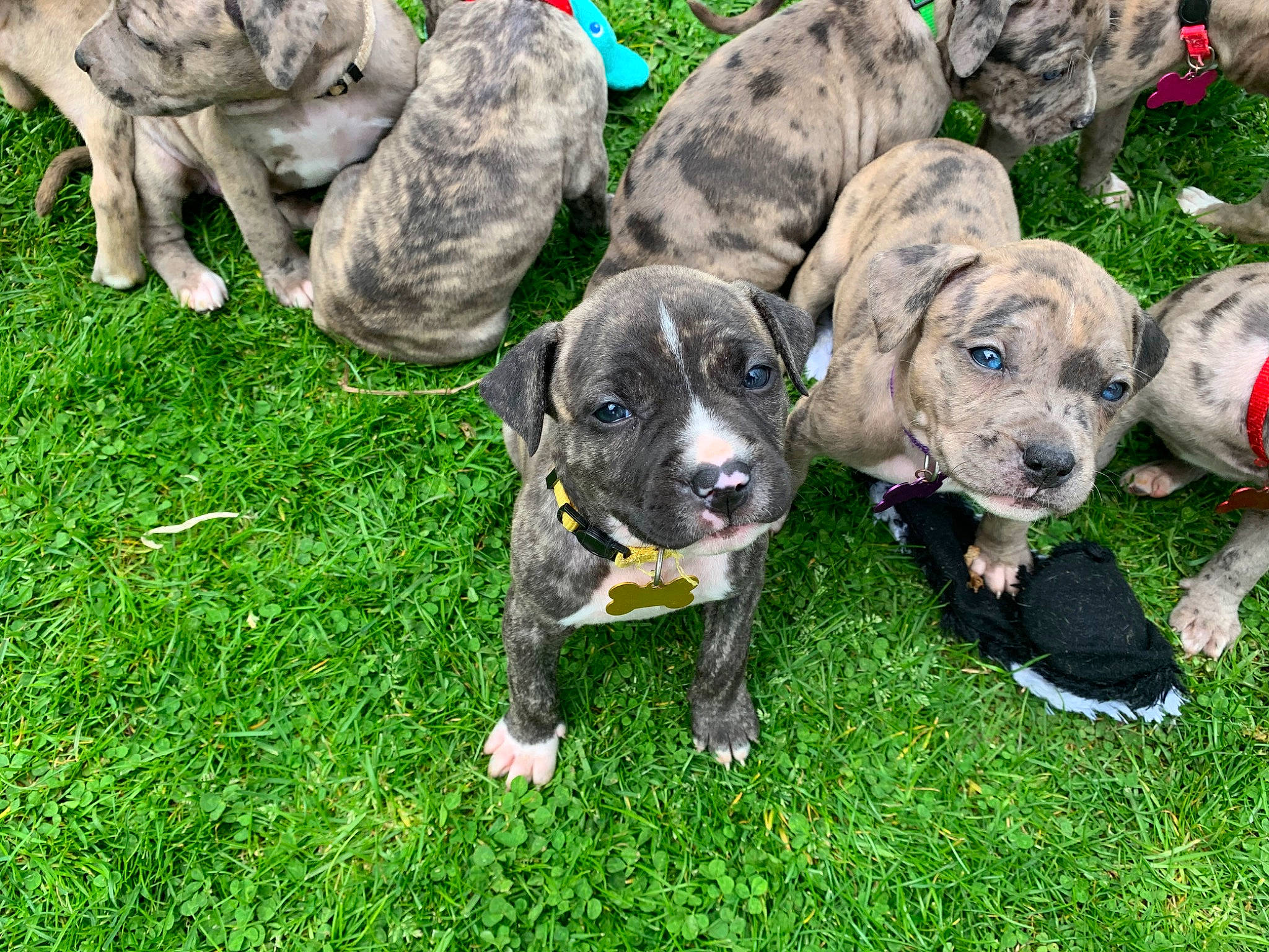 Puppies joined the competition — help win amazing prizes! ancient_dog_breeds, art, canidae, carnivore, companion_dog, dog, dog_breed, dog_collar, fawn, grass, groundcover, guard_dog, hunting_dog, non_sporting_group, plant, sculpture, snout, sporting_group, working_animal, working_dog