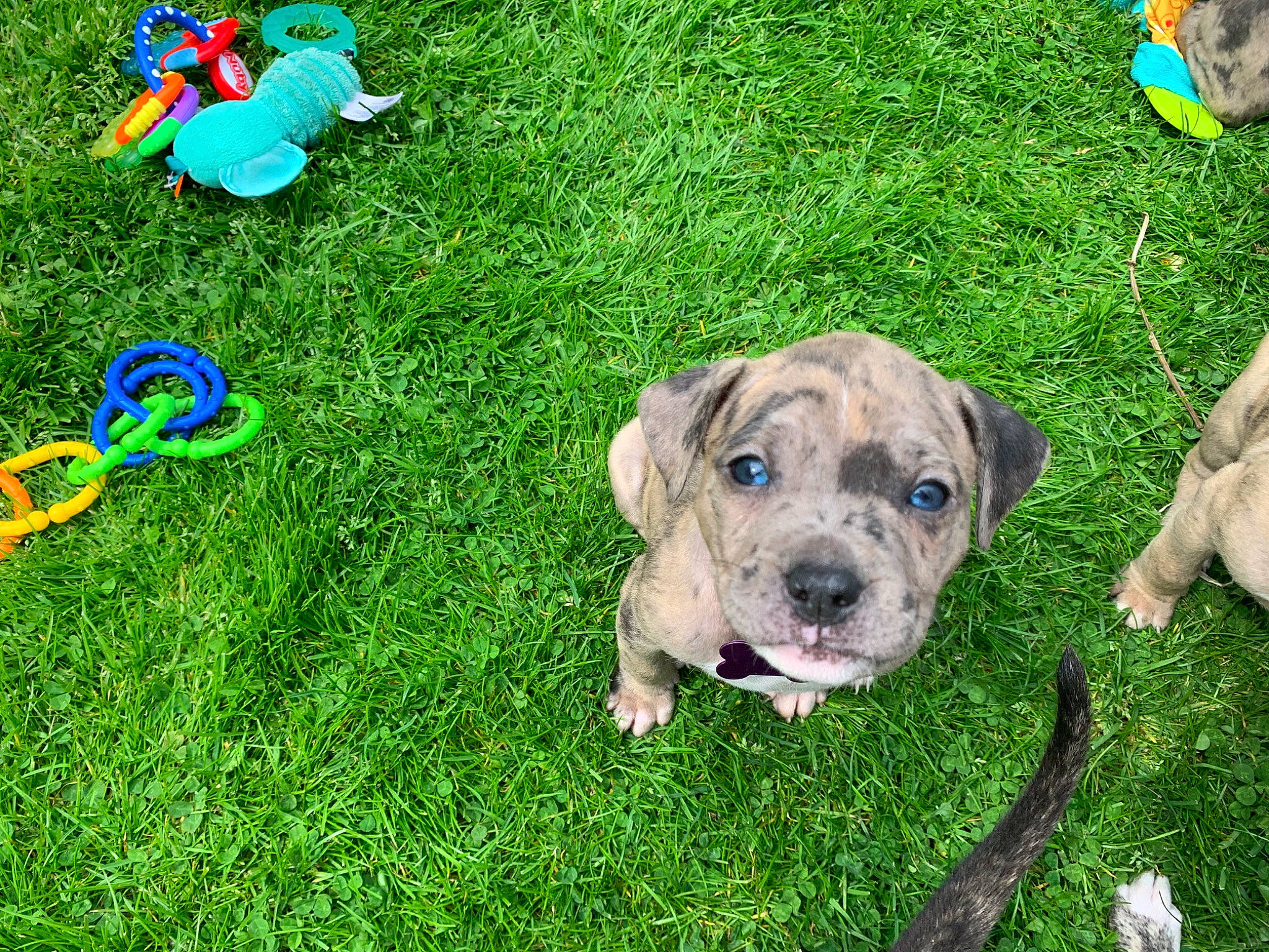 Puppies is registered to the contest to win money with this photo: ancient_dog_breeds, blue, bulldog, canidae, carnivore, companion_dog, dog, dog_breed, electric_blue, fawn, grass, green, groundcover, molosser, snout, sporting_group, terrestrial_animal, working_animal, working_dog, wrinkle