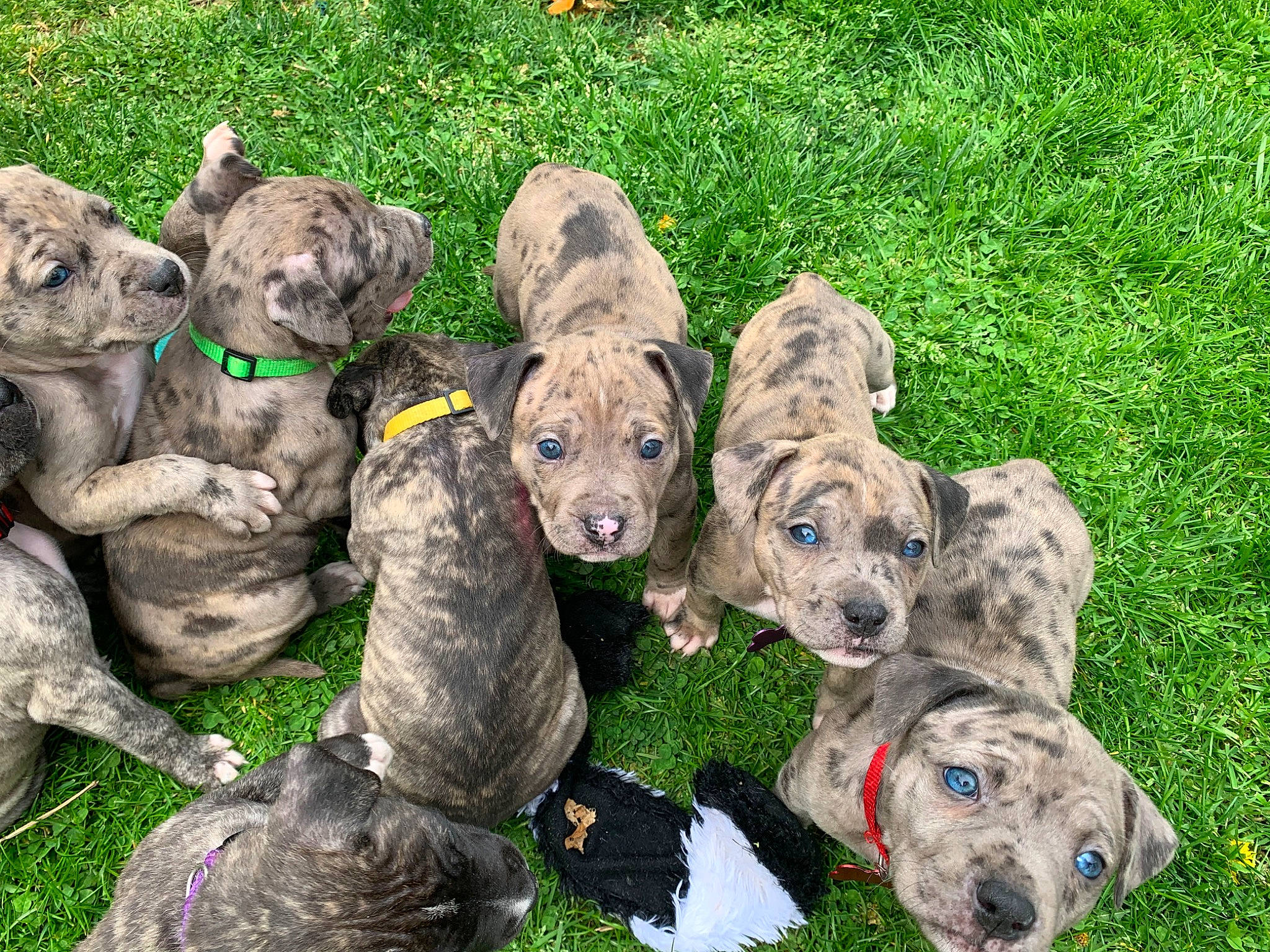 Puppies joined the competition — help win amazing prizes! art, big_cats, canidae, carnivore, companion_dog, dog, dog_breed, dog_collar, fawn, felidae, grass, groundcover, liver, plant, rock, snout, sporting_group, terrestrial_animal, toy, working_animal