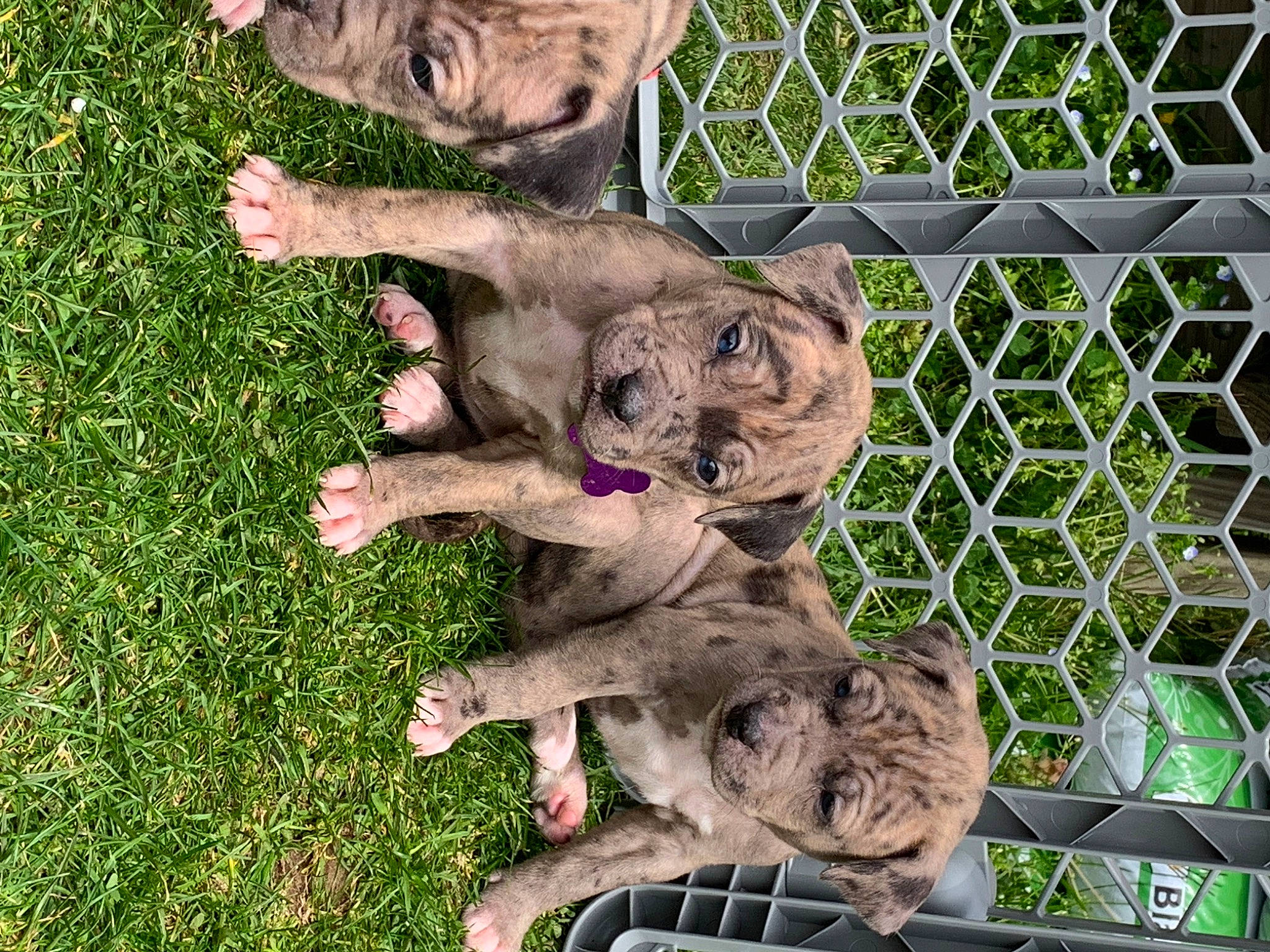 Puppies is registered to the contest to win money with this photo: animal_shelter, big_cats, carnivore, dog_breed, fawn, felidae, fence, fur, grass, groundcover, lion, mesh, plant, small_to_medium_sized_cats, snout, sporting_group, terrestrial_animal, whiskers, wildlife, wire_fencing